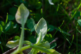 Image of Peronospora alsinearum