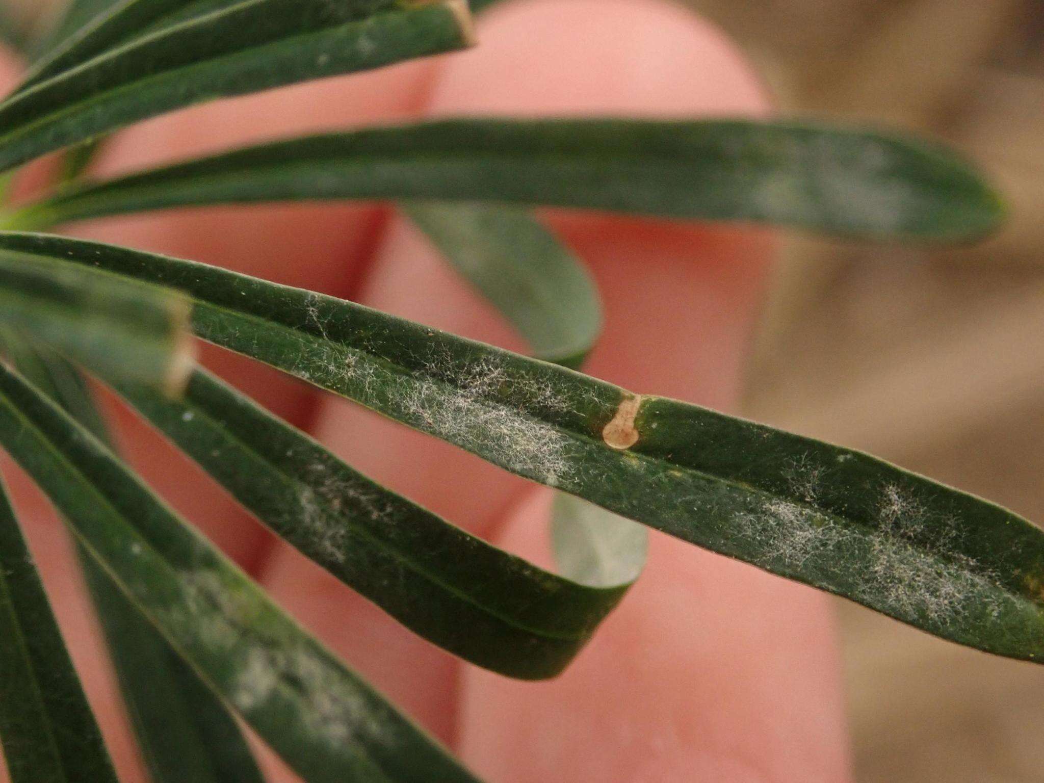 Podosphaera euphorbiae (Castagne) U. Braun & S. Takam. 2000的圖片