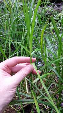 Слика од Carex muskingumensis Schwein.