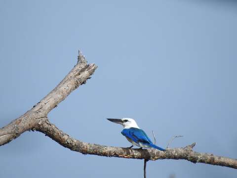 Image of Beach Kingfisher