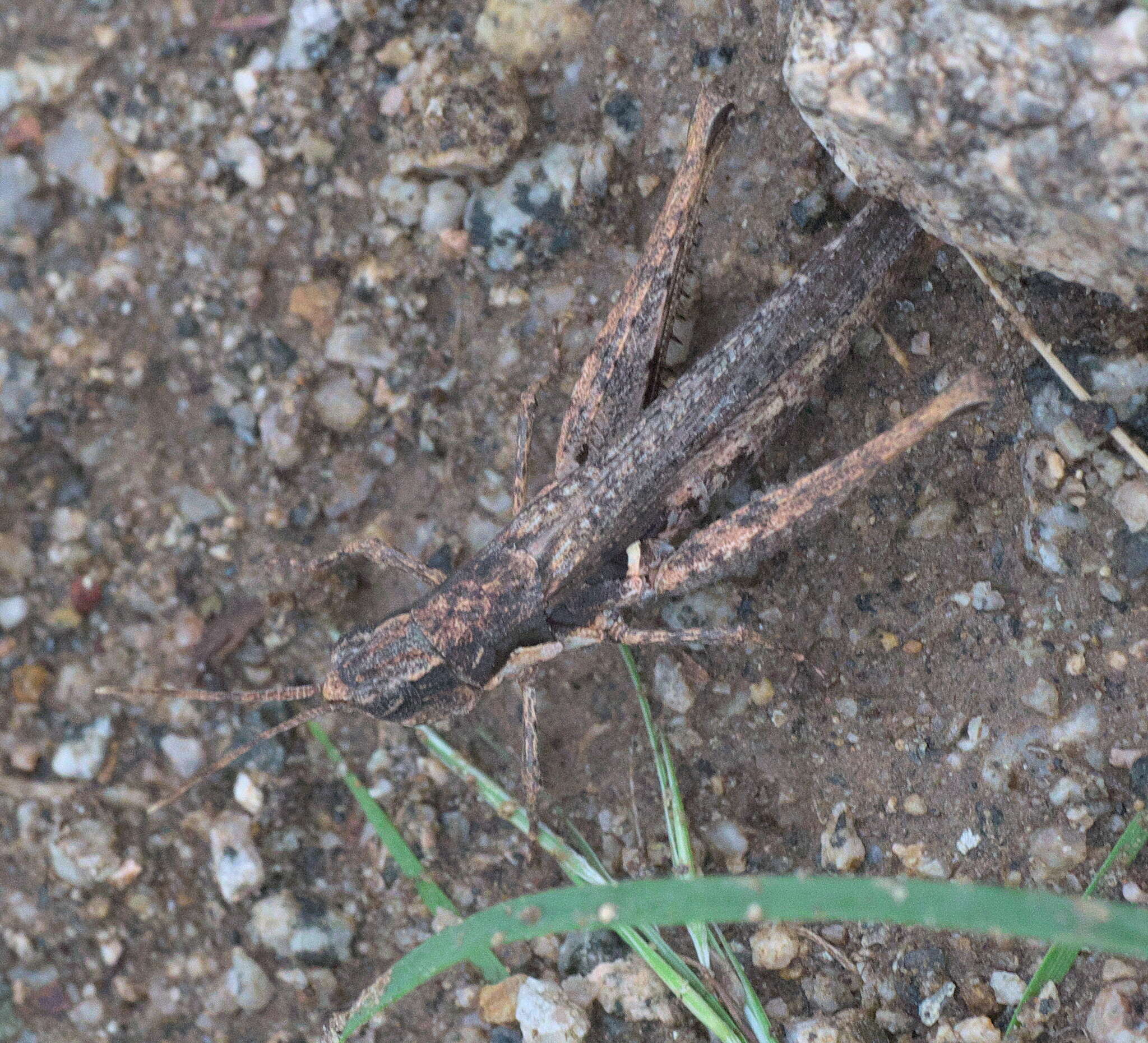 Plancia ëd Acantherus piperatus Scudder & S. H. 1902