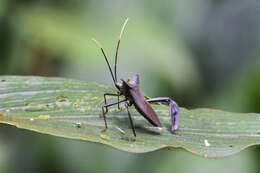 Plancia ëd Acanthocephala pittieri Montandon 1895