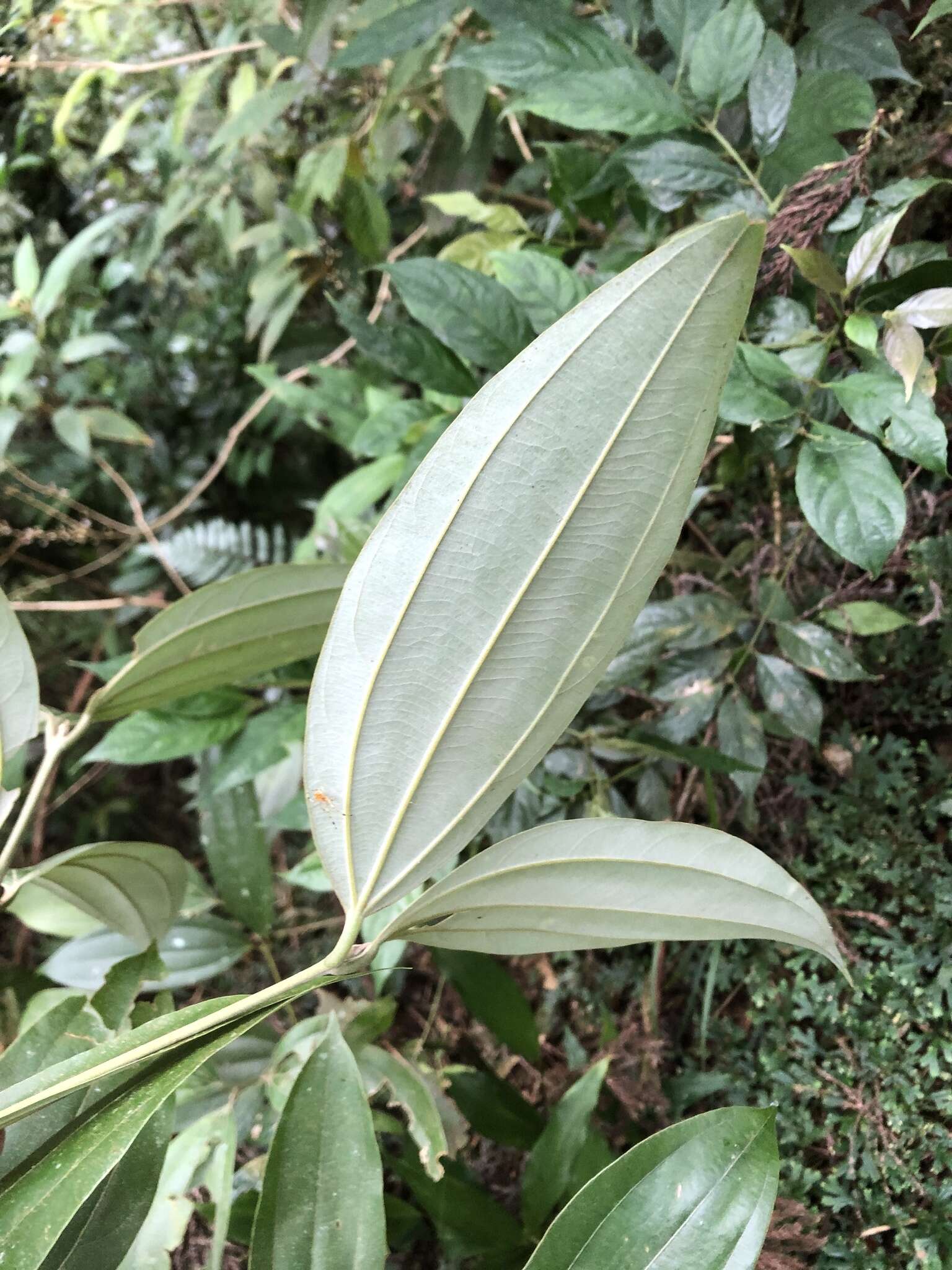 Imagem de Cinnamomum austrosinense Hung T. Chang