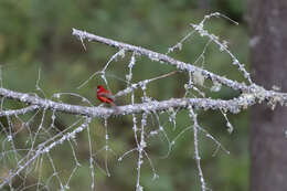 Image of Red Warbler