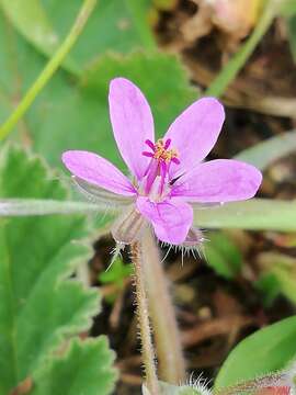 Image of Mediterranean stork's bill