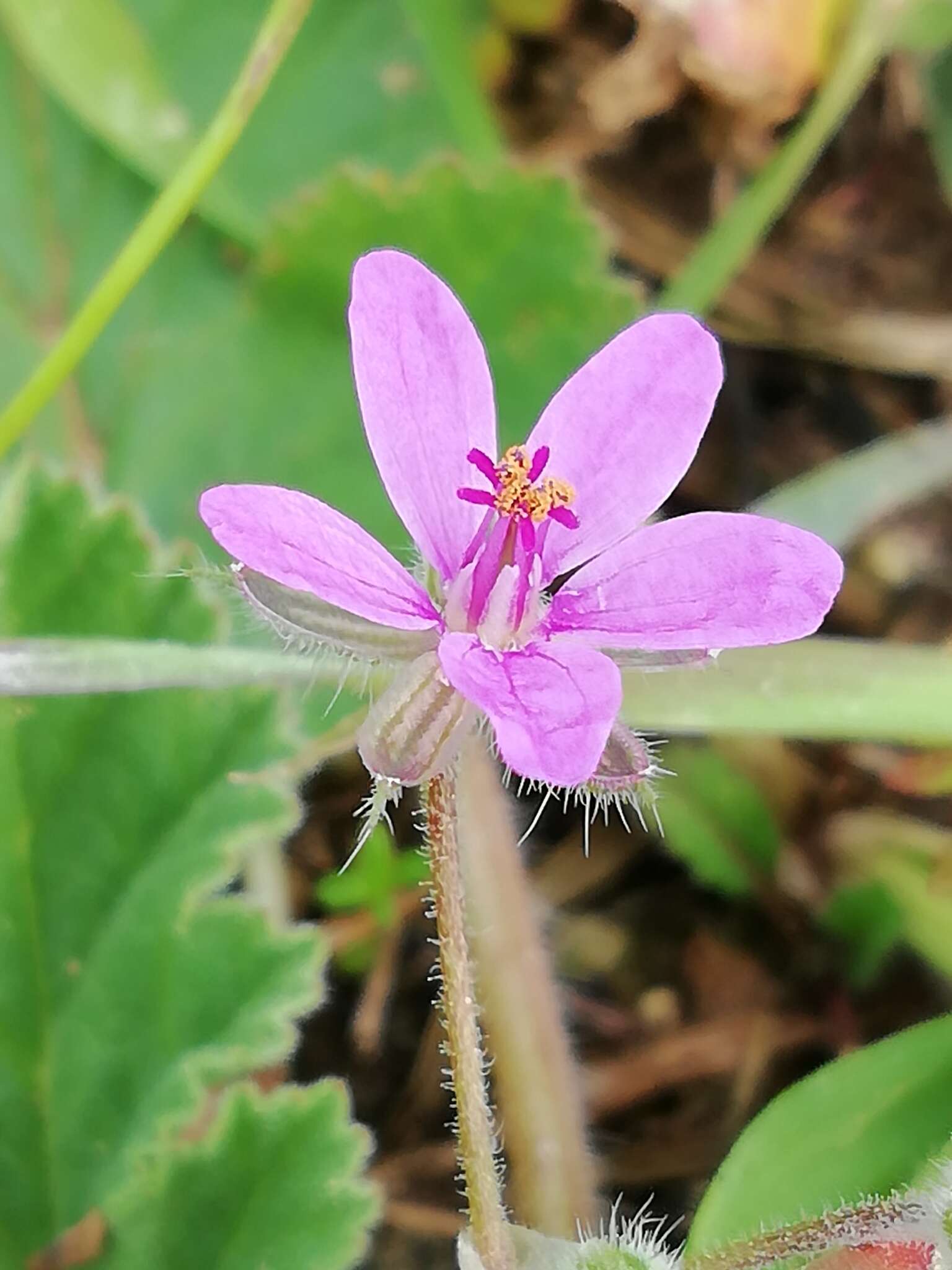 Imagem de Erodium malacoides (L.) L'Her.