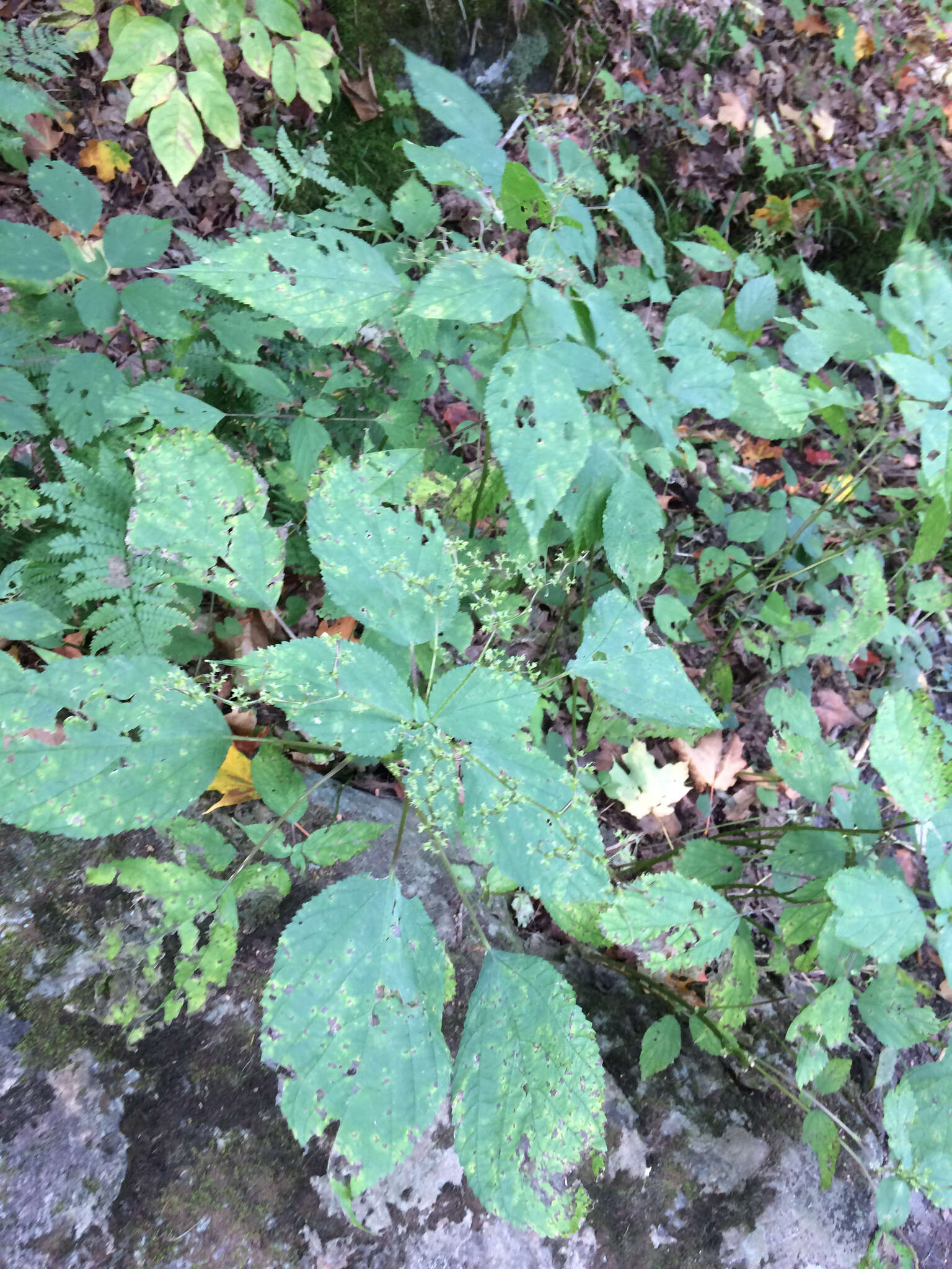 Image of Canadian woodnettle