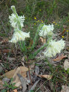 صورة Pimelea octophylla R. Br.