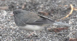 Image of White-winged Junco