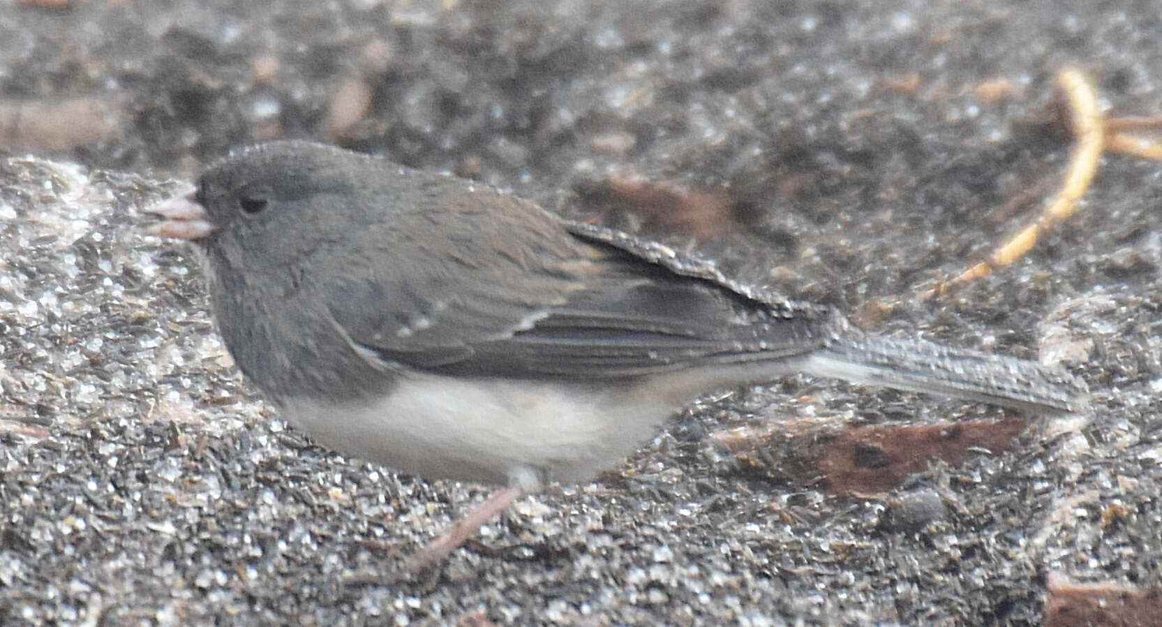 صورة Junco hyemalis aikeni Ridgway 1873