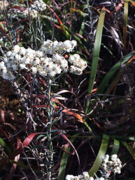 Image of Pearly Everlasting