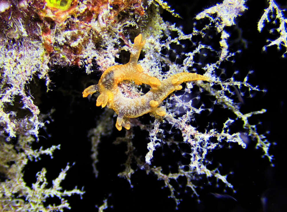 Image of Bornella johnsonorum Pola, Rudman & Gosliner 2009