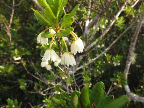 Image of Crinodendron brasiliense Reitz & L. B. Smith