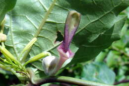 Image of Aristolochia indica L.