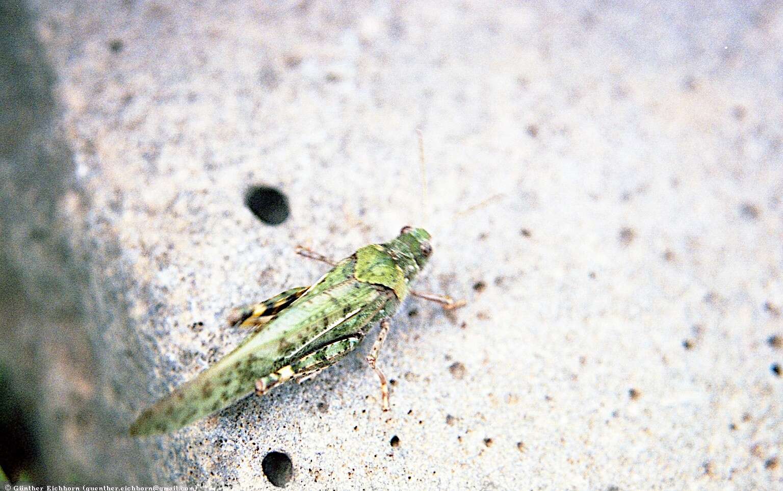 Angaracris barabensis (Pallas 1773) resmi