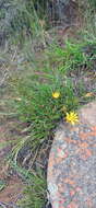 Imagem de <i>Gazania <i>linearis</i></i> subsp. linearis