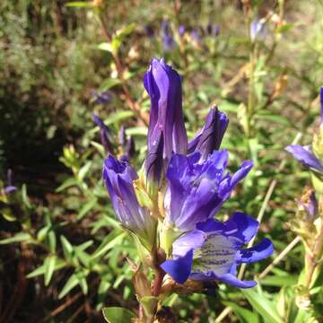 Gentiana spathacea Kunth resmi