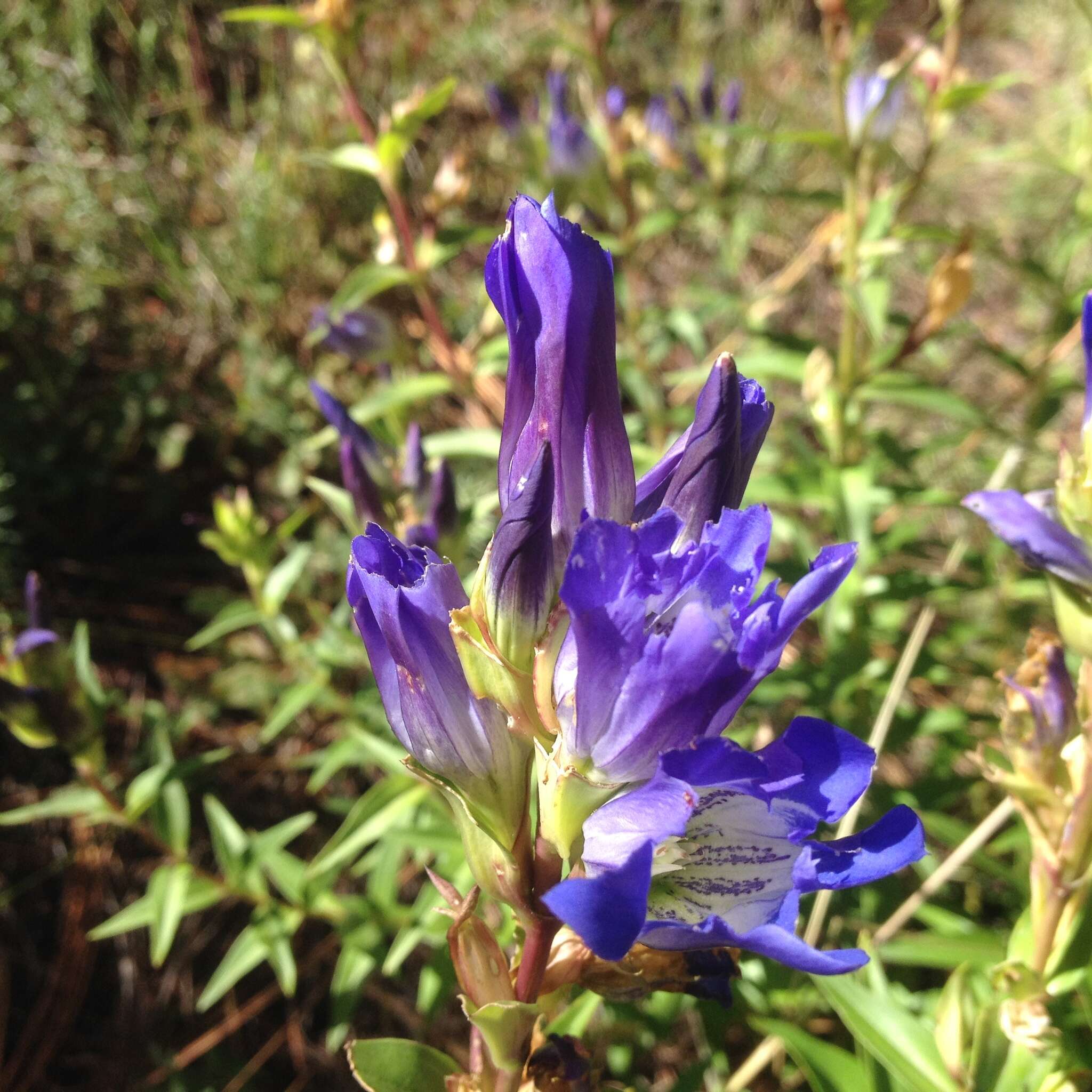 Image de Gentiana spathacea Kunth