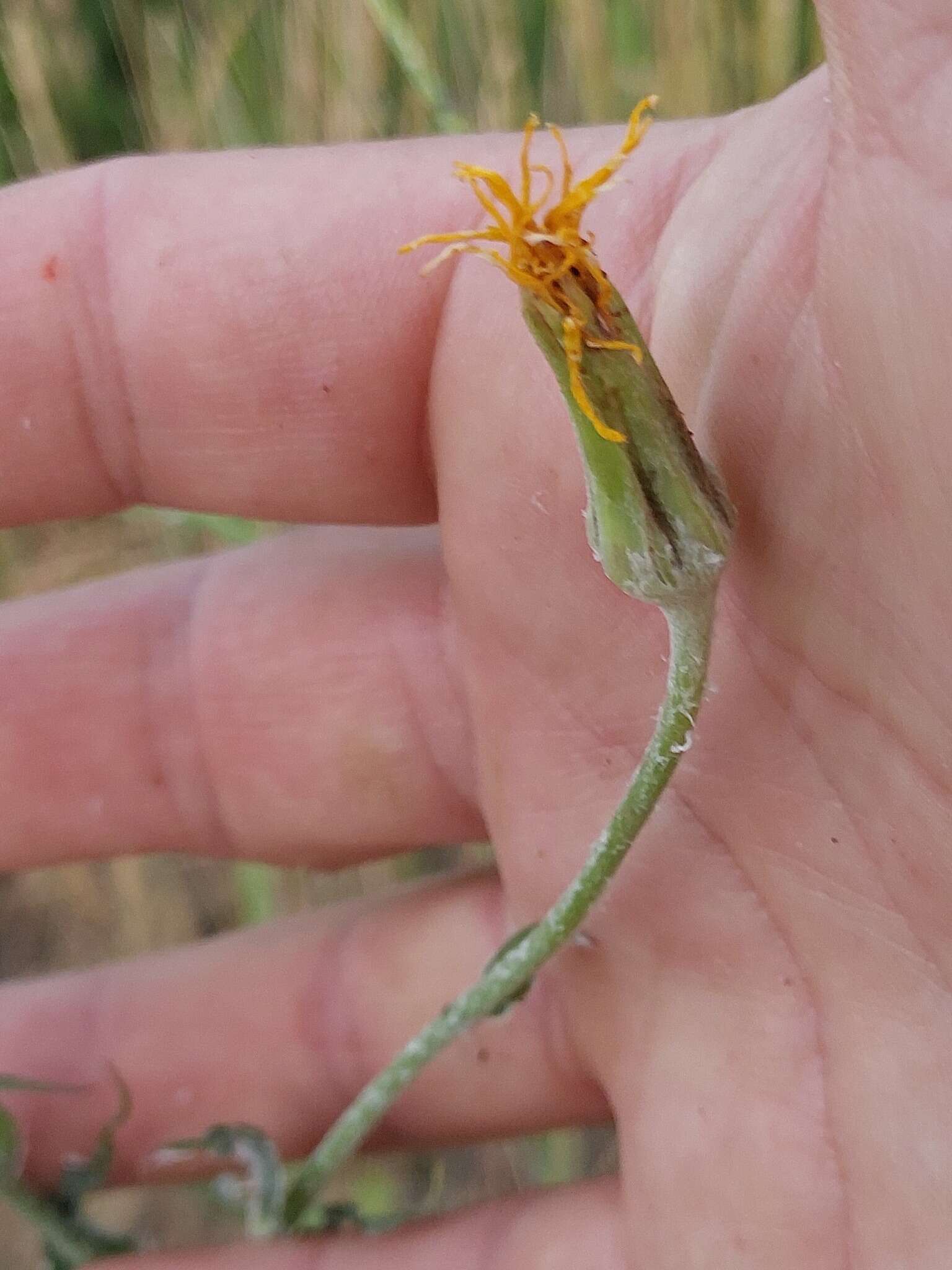 Sivun Tragopogon ucrainicus Artemczuk kuva