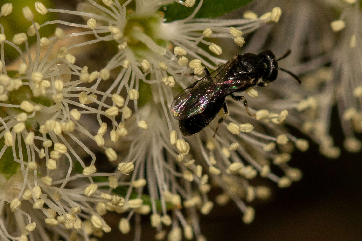 Image of Hylaeus aralis (Cockerell 1916)