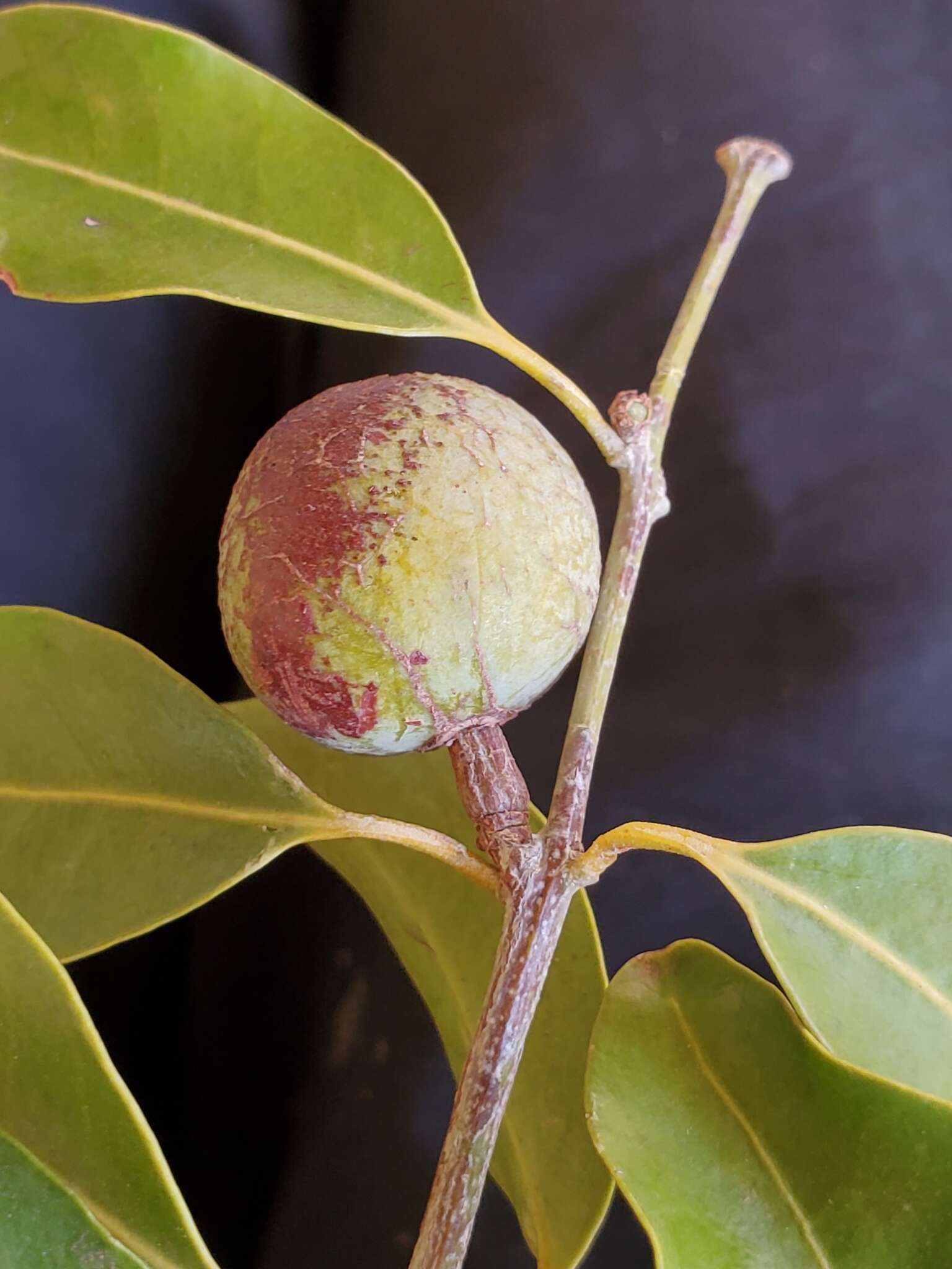 Salacia madagascariensis (Lam.) DC.的圖片