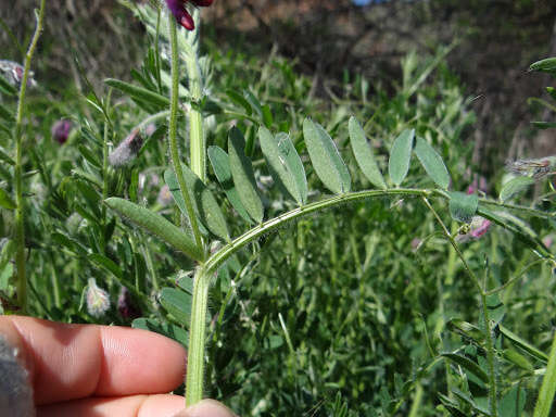 Image of reddish tufted vetch