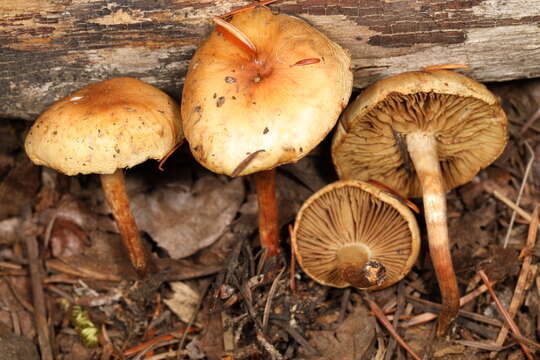 Plancia ëd Pholiota lubrica (Pers.) Singer 1951