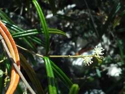 Слика од Croton linearis Jacq.