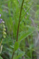 Image of Erysimum croceum Popov