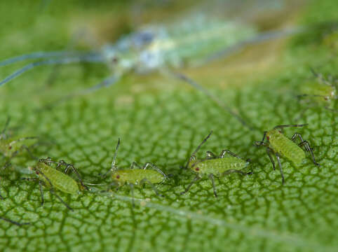 Image of Aphid