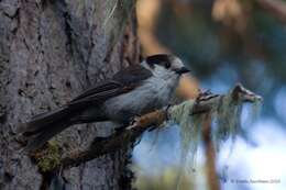 صورة Perisoreus canadensis obscurus Ridgway 1874