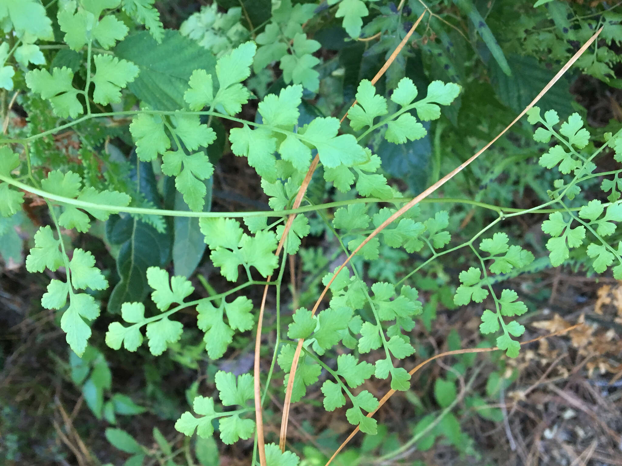 Image of Japanese climbing fern