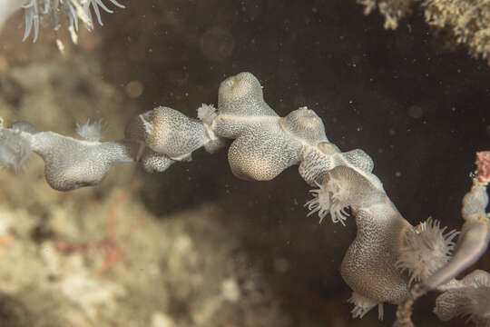 Nemanthus nitidus (Wassilieff 1908) resmi