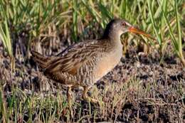 Image of Clapper Rail