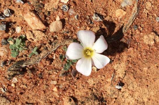 Imagem de Oxalis lichenoides Salter