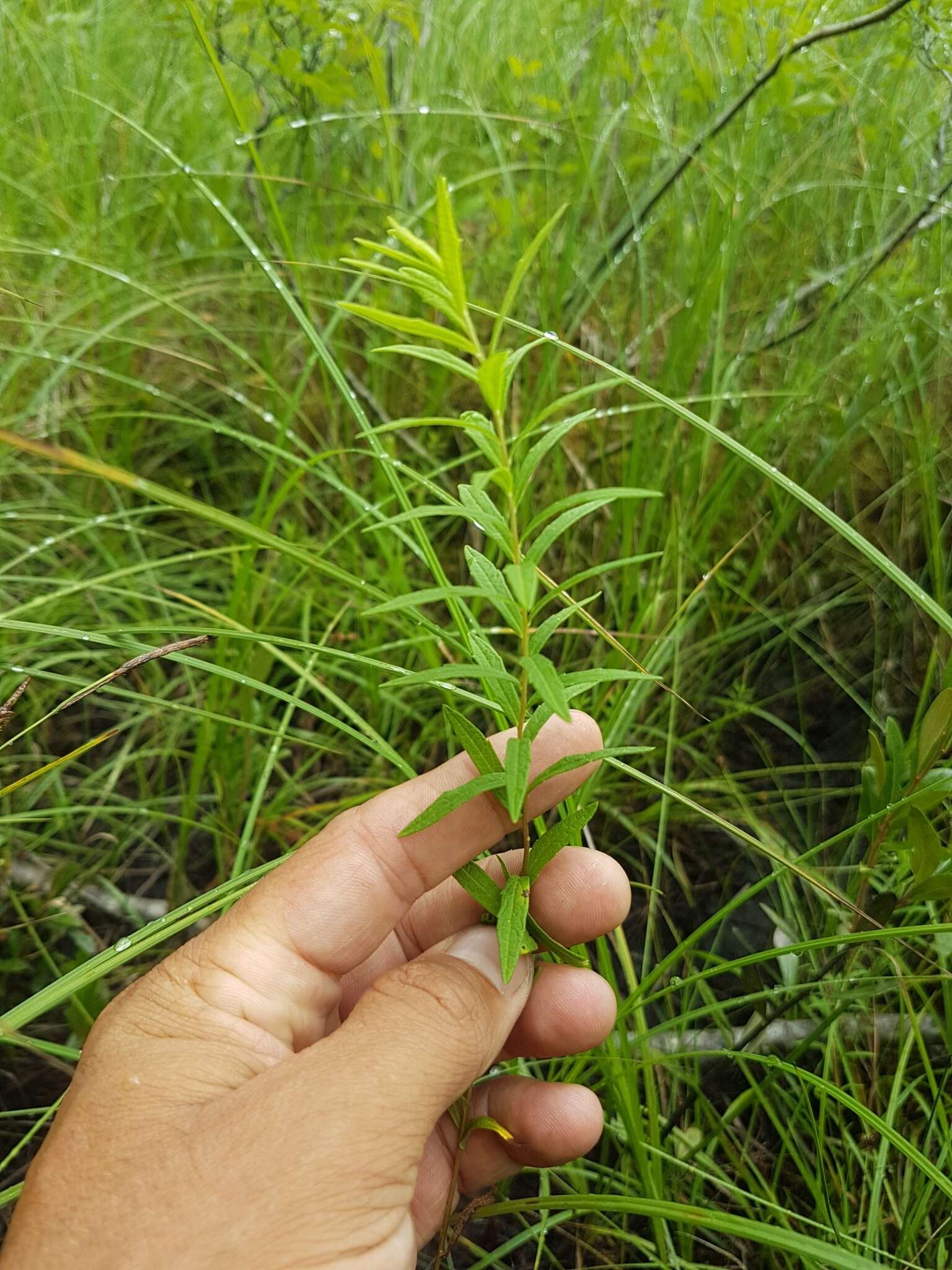 Image of bog aster