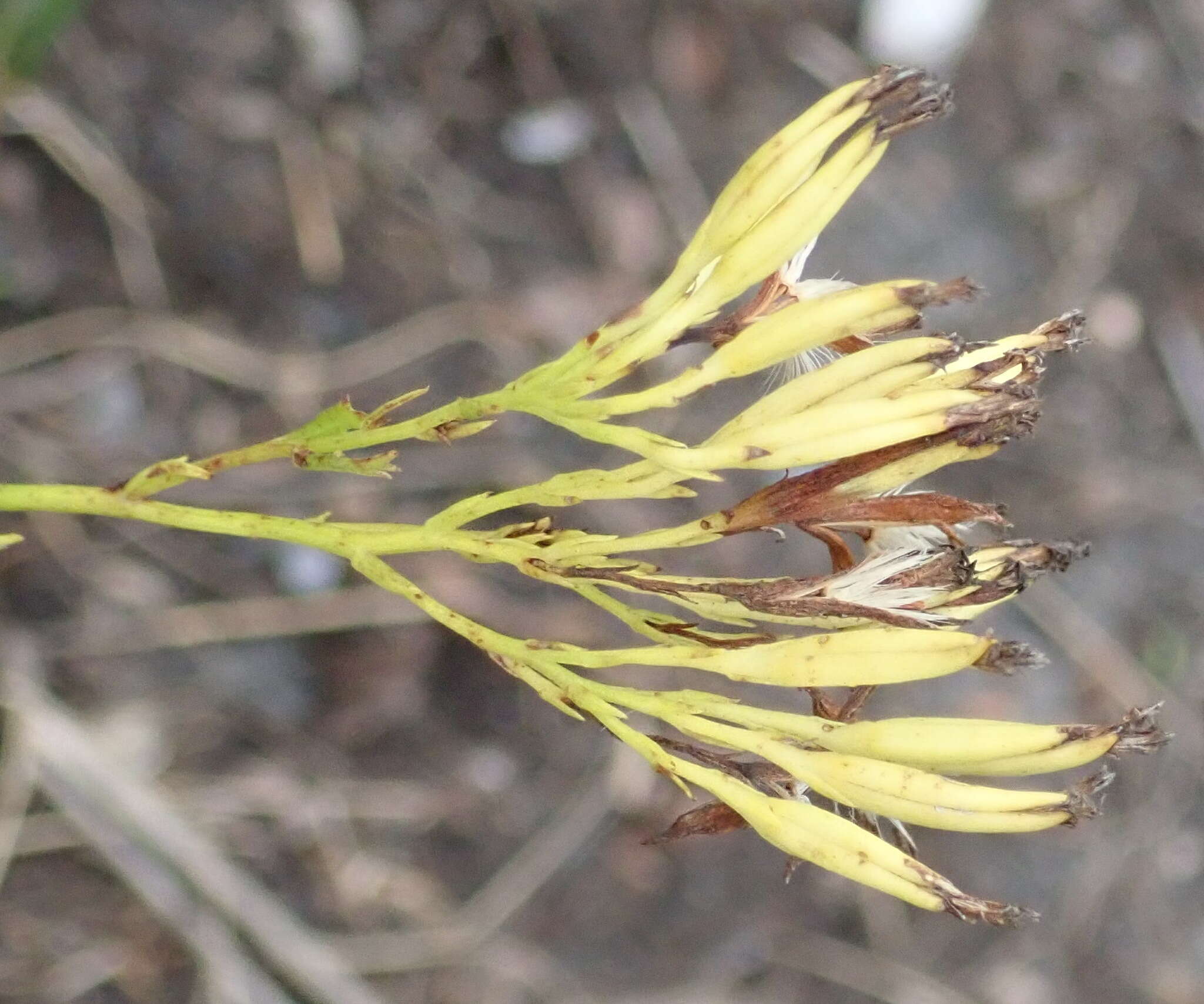 Plancia ëd Senecio bipinnatus (Thunb.) Less.