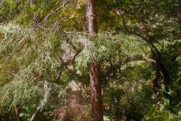 Imagem de Cupressus lusitanica Mill.