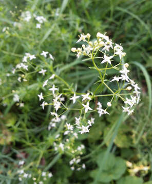 Image of white bedstraw