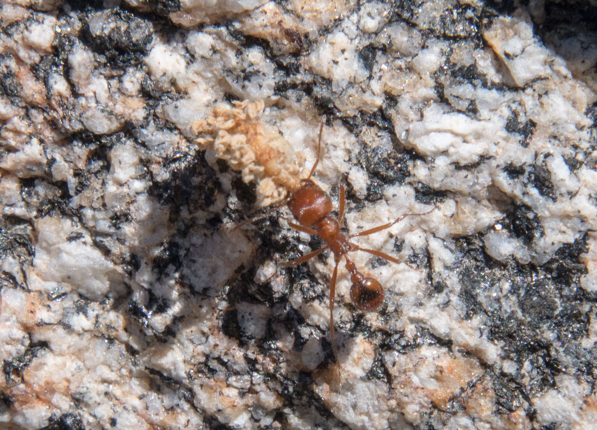 Plancia ëd Pogonomyrmex subnitidus Emery 1895