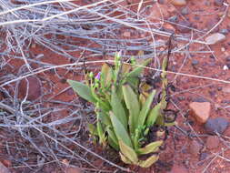 Image of Calandrinia balonensis Lindl.