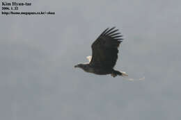 Image of White-tailed Eagle