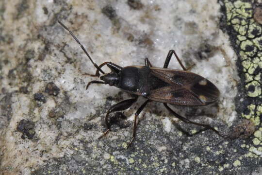 Image of Eremocoris fenestratus (Herrich-Schaeffer 1839)