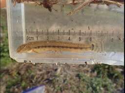 Image of Japanese striped loach