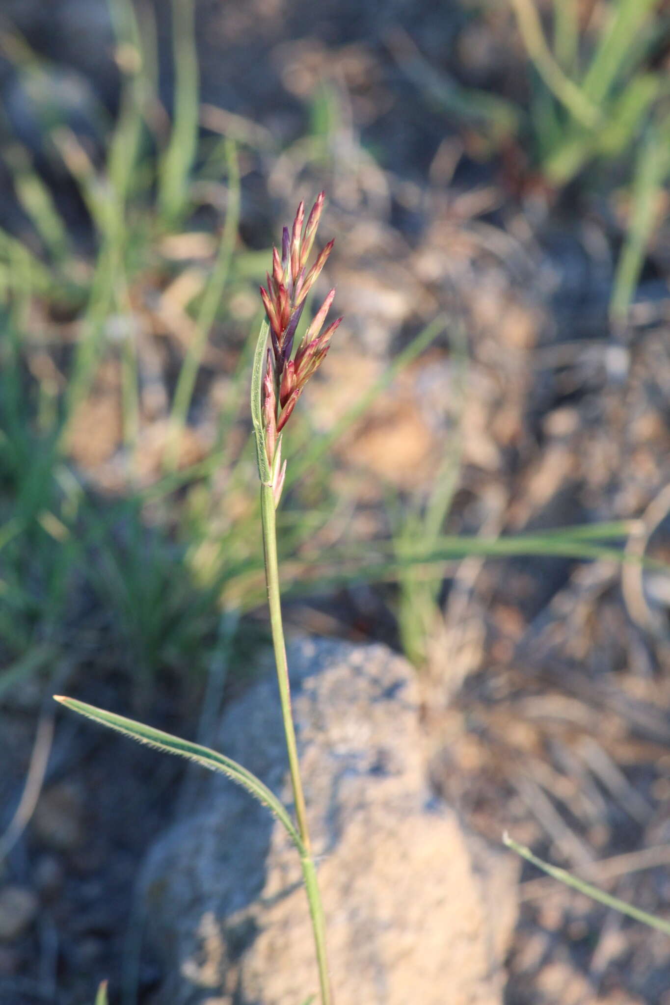 Image of shortleaf woollygrass