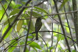 Leptopogon amaurocephalus Cabanis 1846 resmi