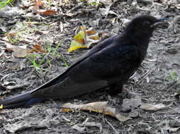 Image of Black Cuckoo