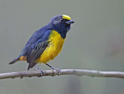 Image of Fulvous-vented Euphonia