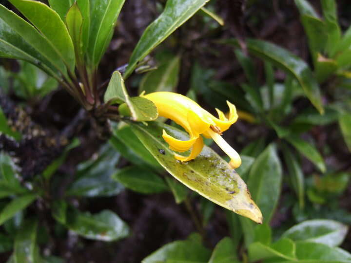 Image de Scaevola glabra Hook. & Arn.