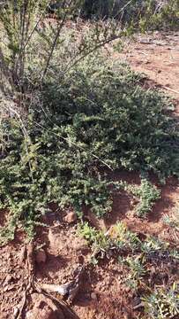 Image of Pine Hill buckbrush